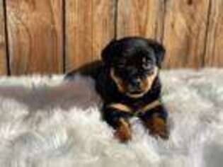 Rottweiler Puppy for sale in Porterville, CA, USA