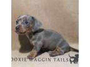 Dachshund Puppy for sale in Pana, IL, USA