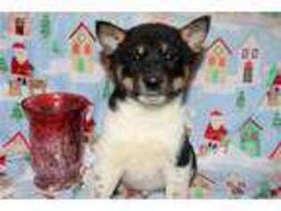 Shiba Inu Puppy for sale in Kirksville, MO, USA