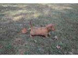 Medium Photo #1 Dachshund Puppy For Sale in Siloam Springs, AR, USA
