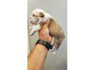 Bulldog Puppy for sale in Tracy, CA, USA