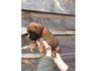 Boxer Puppy for sale in Glenfield, NY, USA