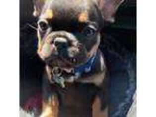 French Bulldog Puppy for sale in Greenacres, WA, USA