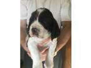 English Springer Spaniel Puppy for sale in Milton Freewater, OR, USA