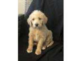 Labradoodle Puppy for sale in New Holland, PA, USA