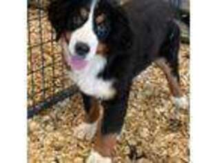 Bernese Mountain Dog Puppy for sale in Lake Benton, MN, USA