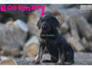 Labradoodle Puppy for sale in Grand Island, NE, USA