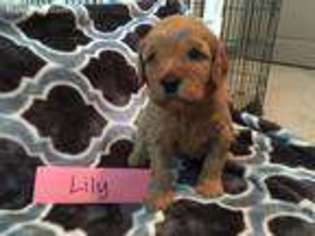 Cavapoo Puppy for sale in Grapevine, TX, USA