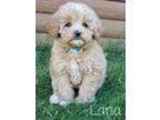 Cavapoo Puppy for sale in Clear Lake, WI, USA