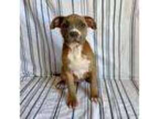 Mutt Puppy for sale in Elgin, AZ, USA