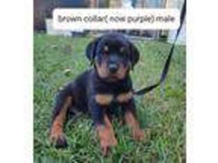 Rottweiler Puppy for sale in Baytown, TX, USA