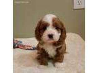 Cavapoo Puppy for sale in Mc Veytown, PA, USA