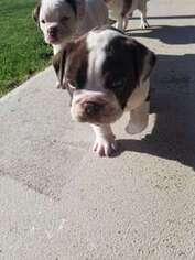 Olde English Bulldogge Puppy for sale in Springfield, CO, USA