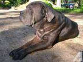 Mastiff Puppy for sale in ELK MOUND, WI, USA