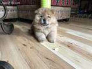 Chow Chow Puppy for sale in Camp Nelson, CA, USA