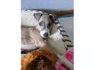 Italian Greyhound Puppy for sale in Heath, OH, USA