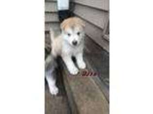 Alaskan Malamute Puppy for sale in Kearney, NE, USA