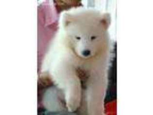 Samoyed Puppy for sale in Los Angeles, CA, USA