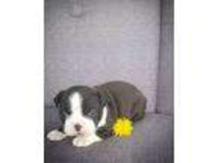 Boston Terrier Puppy for sale in Withee, WI, USA