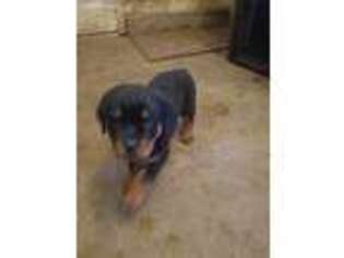 Rottweiler Puppy for sale in Oklahoma City, OK, USA