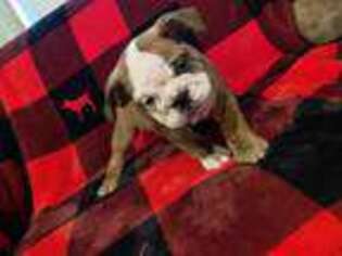 Bulldog Puppy for sale in Shady Point, OK, USA