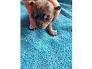 Chihuahua Puppy for sale in Olivehurst, CA, USA