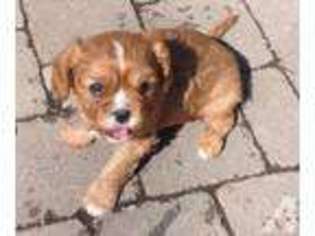 Cavalier King Charles Spaniel Puppy for sale in SAINT PAUL, MN, USA