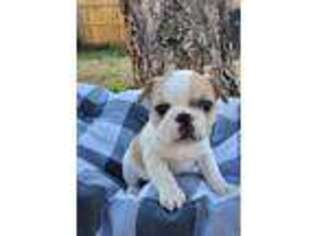 French Bulldog Puppy for sale in Maud, TX, USA