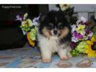 Pomeranian Puppy for sale in Tina, MO, USA