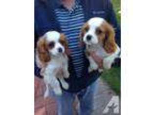 Cavalier King Charles Spaniel Puppy for sale in WESTON, WI, USA