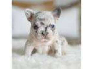 French Bulldog Puppy for sale in Fort Worth, TX, USA