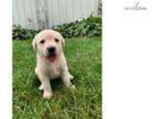 Labrador Retriever Puppy for sale in Iowa City, IA, USA