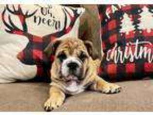 Bulldog Puppy for sale in Section, AL, USA