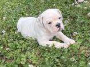 Bulldog Puppy for sale in Bowersville, GA, USA