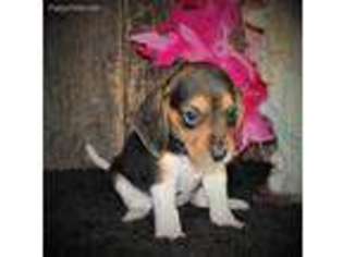 Beagle Puppy for sale in Mammoth Spring, AR, USA