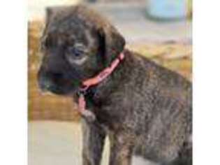 Irish Wolfhound Puppy for sale in Tucson, AZ, USA