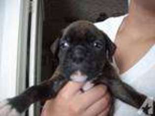 Boxer Puppy for sale in COLDWATER, MI, USA