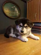 Siberian Husky Puppy for sale in Shawano, WI, USA
