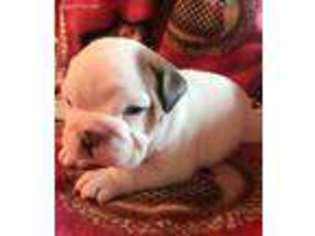Bulldog Puppy for sale in Medford, OR, USA