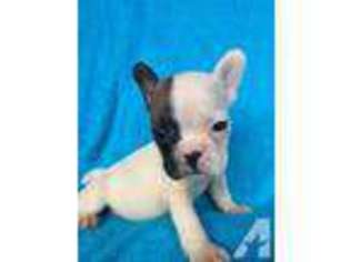French Bulldog Puppy for sale in MOCKSVILLE, NC, USA