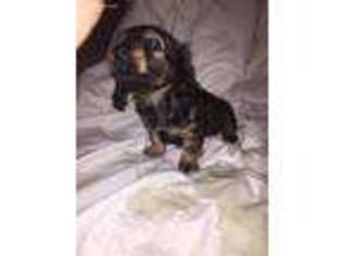 Dachshund Puppy for sale in Northborough, MA, USA