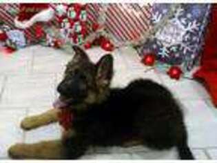 German Shepherd Dog Puppy for sale in Albany, NY, USA
