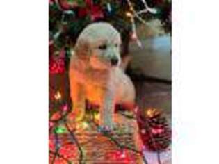 Golden Retriever Puppy for sale in Ocala, FL, USA