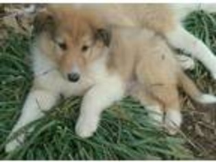 Collie Puppy for sale in Ranger, GA, USA
