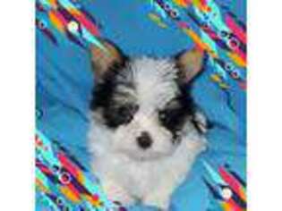 Yorkshire Terrier Puppy for sale in Idabel, OK, USA