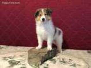 Collie Puppy for sale in Grabill, IN, USA