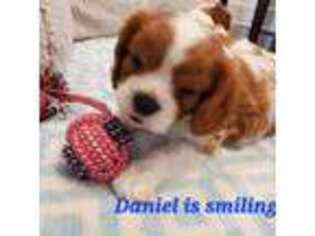 Cavalier King Charles Spaniel Puppy for sale in Hemingway, SC, USA
