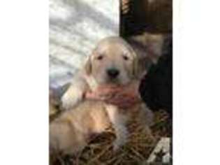 Golden Retriever Puppy for sale in SPRINGFIELD, CO, USA