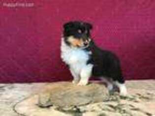 Collie Puppy for sale in Grabill, IN, USA