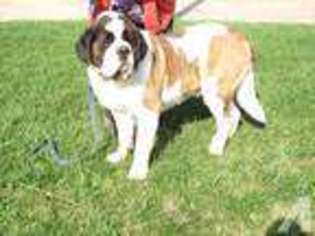 Saint Bernard Puppy for sale in MCHENRY, IL, USA